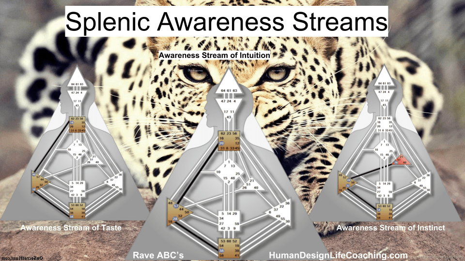 Splenic Center Streams of Awareness - Learn more in Rave ABC’s